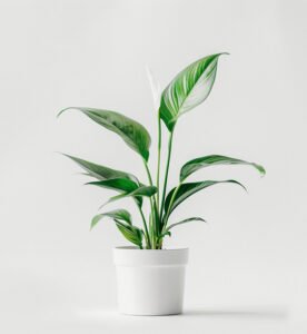 product 03